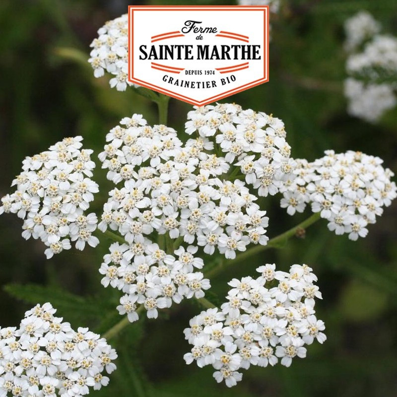 La ferme Sainte Marthe -  1 000 graines Achillée Millefeuille