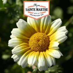 La ferme Sainte Marthe -  300 graines Chrysantheme Comestible