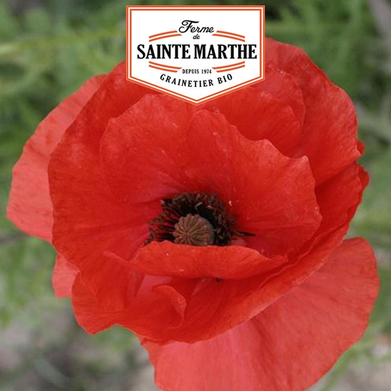 La ferme Sainte Marthe -  1 000 graines Coquelicot Simple Rouge