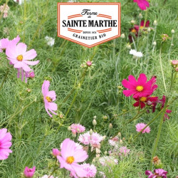 La ferme Sainte Marthe -  300 graines Cosmos Sensation Varié