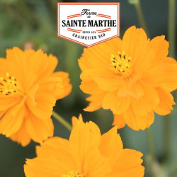 La ferme Sainte Marthe -  120 graines Cosmos Sulphureus Varié