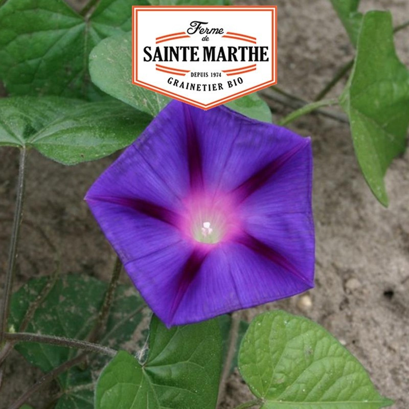 La ferme Sainte Marthe - 125  graines Ipomée Pourpre