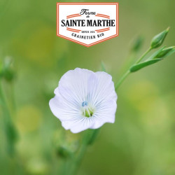 La ferme Sainte Marthe -  650 graines Lin Blanc