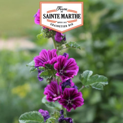 La ferme Sainte Marthe -  500 graines Mauve de Mauritanie