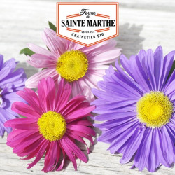 La ferme Sainte Marthe -  500 graines Reine Marguerite à Fleurs Simples Variées