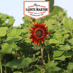 La ferme Sainte Marthe -  50 graines Tournesol Rouge