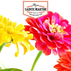 La ferme Sainte Marthe -  150 graines Zinnia Elegans Double Varié