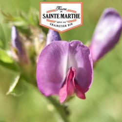 La ferme Sainte Marthe -  500 grammes Vesce de Printemps