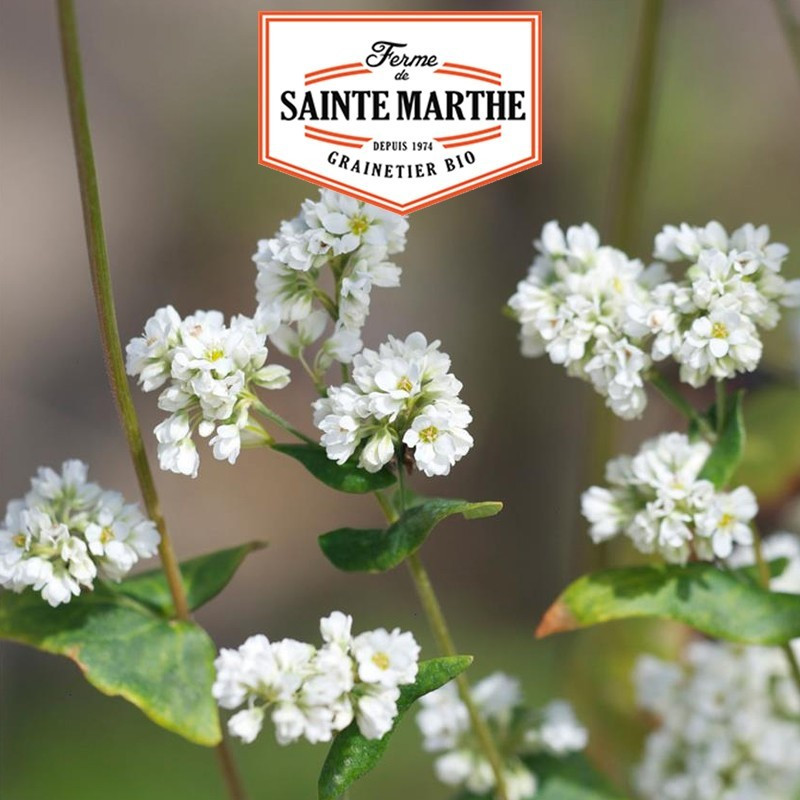 La ferme Sainte Marthe -  400 grammes Sarrasin