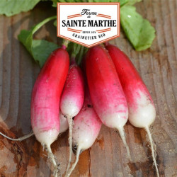 1000 GRAINES RADIS FLAMBOYANT 2 7g