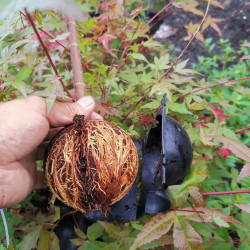 3 BOULES D'ENRACINEMENT TAILLE L - NOIR