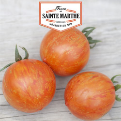 La ferme Sainte Marthe - 50 graines Tomate red zebra