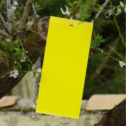 PANNEAUX GLUANTS 15*25CM (JAUNE) X10 - VG GARDEN