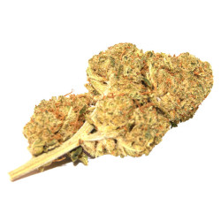 Ivory - AK-47 2g - Fleurs de CBD en sachet