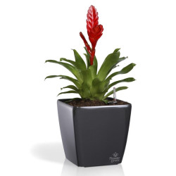 Flower Lover - Quadrato pot auto irrigant - 34x34x32cm - rouge