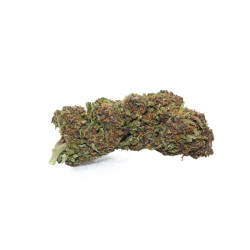 PRO FLEUR CBD PINK PANTHER GH 100G