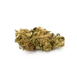 PRO FLEUR CBD AMNESIA GH 1KG