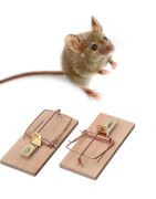 Lutte contre les rats, souris et taupes